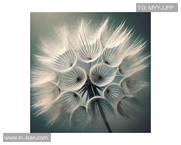 蒲公英的象征与足球明星的成长之路探索与启示